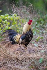 Thai native chickens are popularly raised according to nature.