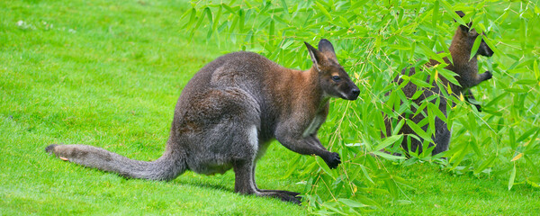Panoramique Wallaby en pleine verdure