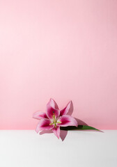 Pink lily flower on a white and pink background.