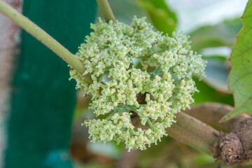 Tetrastigma voinierianum flower, Vitaceae family