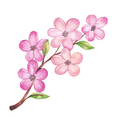 Watercolor cherry blossom branch