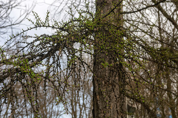 Larch branches  in a spring park.
