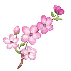 Fototapeta na wymiar Watercolor cherry blossom branch