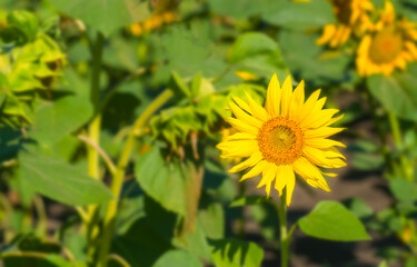 Sunflower flower on a blurred yellow-green background.