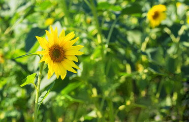 Sunflower flower on a blurred background.