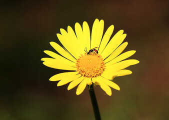 yellow flower AND BEE