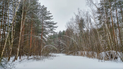 Beautiful landscape of winter forest in the snow