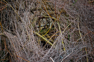 Gestrüpp mit Baum dahinter