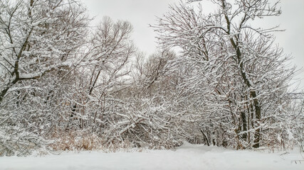 Winter forest shrouded in white snow