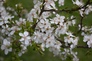 Obraz premium Kirschblüten porträtiert
