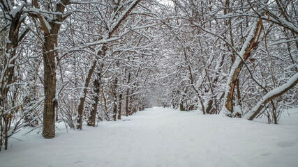 Winter forest shrouded in white snow