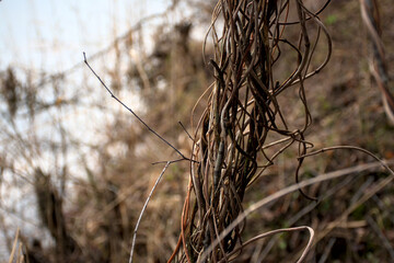 twisting rhizomes in the forest, twisted plant stems