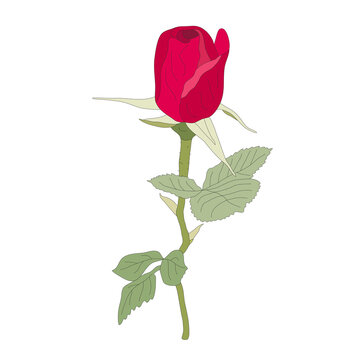 Red rose on stem, unopened bud, green leaves. Hand-drawn vector, flat style, black outline. Love and beauty. Beautiful flower for congratulations, wedding invitations, Valentine Day,  roses holiday.