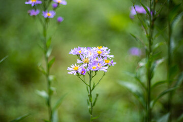 Closeup aster microcephalus var. ovatus (Japanese Nokon-Giku) flower with strong bokeh. Developed as Oil-Painting-Like taste of flower. Abstract, artistic, nature and botany concept.