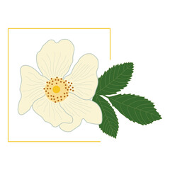 White rose hip flower with green leaf in a yellow frame. Delicate petals of a blossoming dog-rose bud. Vector, flat style. Spring and summer illustrations. Medicinal plant, healthy tasty rosehip tea.