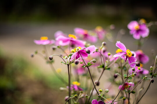 Closeup Anemone hupehensis var Japonica 'Pamina' (Japanese Anemone) with strong bokeh. Abstract, artistic, minimal and botany concept.