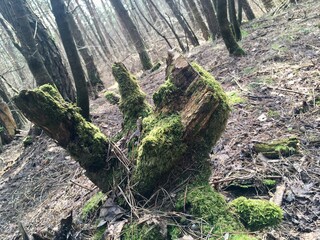 stump in the forest