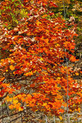 Autumn forest with orange leaves