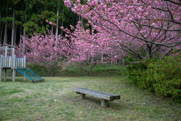 Park bench and cherry blossoms