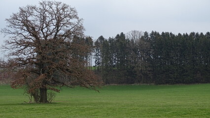 
nature, trees, leaves, lawns, foliage