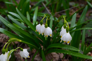 Obraz premium Imperial Snowdrops closeup photo in natural environment