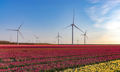 Fototapeta na wymiar Windmills near tulip field