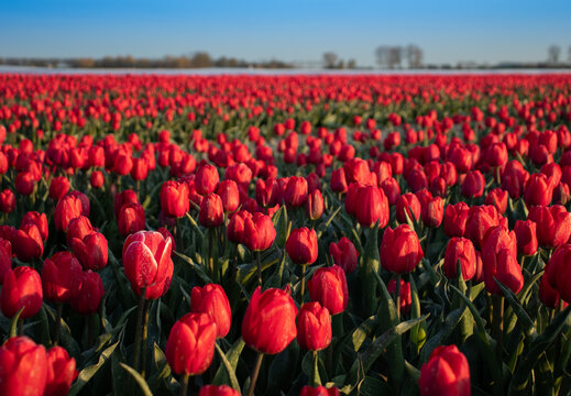 Tulip field in holland