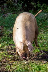 Big domestic pig - closeup