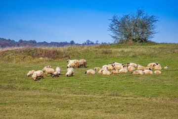 Fototapeta premium Flock of sheep