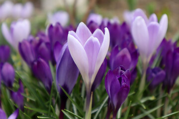 Lilac crocuses in the garden. First spring flowers.

