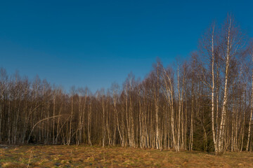 Birch forest and meadows in Krusne mountains in spring sunny morning