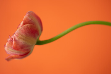Tulpe in rot/orange/gelb, Hintergrund orange, close up