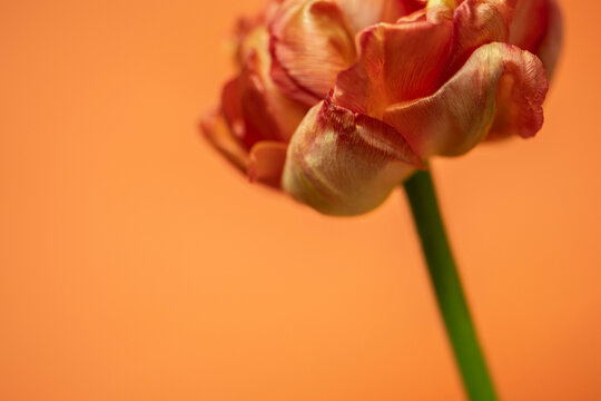 Tulpe in rot/orange/gelb, Hintergrund orange, close up