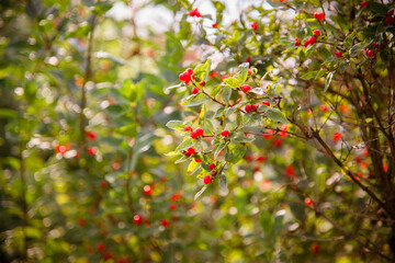 Tatar honeysuckle (Lonicera tatarica) with red berries in the garden