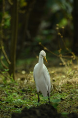 Egrets (white Egrets Birds) that live freely in nature. Mainly in INDIA.