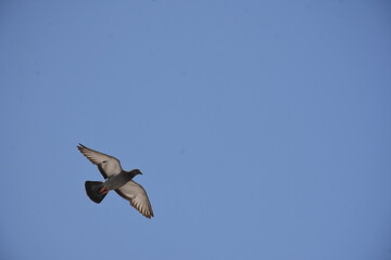 birds,sky,blue