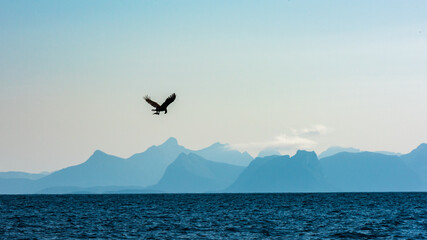 Fototapeta na wymiar Sea Eagle Lofoten 
