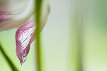 Tulpe in weiß/lila, Hintergrund grün/weiß, close up