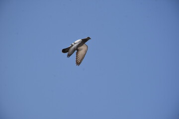 Obraz premium birds,sky,blue