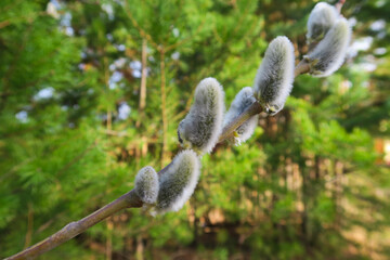 branches in spring