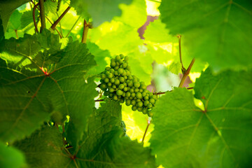 Green, unripe, young wine grapes in vineyard, early harvest in the garden