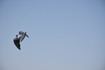 birds,sky,blue