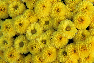 Mums yellow