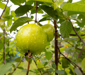 guava fruit