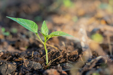 Close up of chilli pepper tree growth from seed in soil. Selective focus	