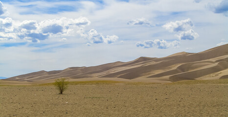 Lonely tree in desert 