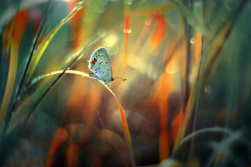 Mariposa azul  (Polyommatus icarus)
