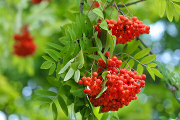 Eberesche - Sorbus aucuparia - Vogelbeere Zweig mit Früchten