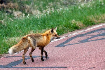 Obraz premium red fox vulpes