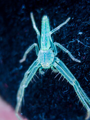 spider